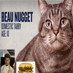 be fat with beau nugget the big cat