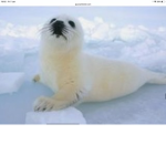 Seal siblings