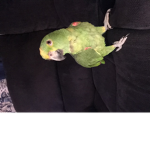 The bird parrot