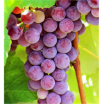 Grape Tribe.