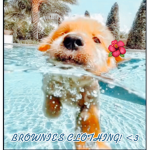 Brownie’s Clothing! <3