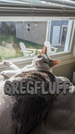 GREGFLUFF fan group