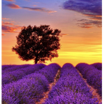 Lavender Sunset