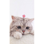 Cute kitty gurlz