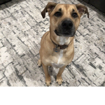 Zara the puppy fan group