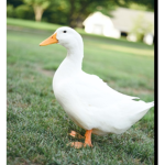 DuckTheAlien