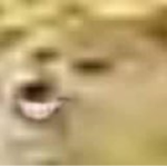 D0ge Fan Group