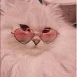 - cats are the best -