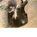 RiftCool fun energetics cat group