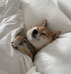 ~. shiba inu .~
