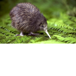 The Lil' Kiwis
