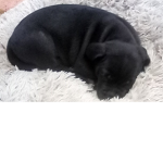 My cute puppy Luna