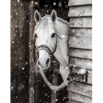 Winter Storm Riding Academy!