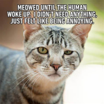 bailes merchandise