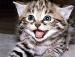 III kitties