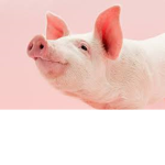 PIG CLUB with pig puns