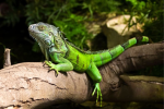 Iguana…