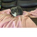 LOVE CATS ALL CATS