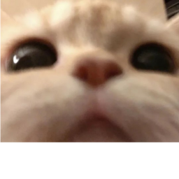 Cat Warfare