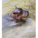 Hippos ROCK!