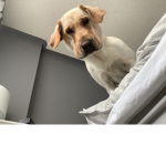 Bella Ella Chloe