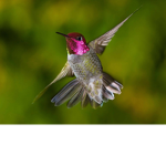 bird of a tree