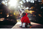 snow Husky clothes