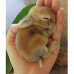 Kawii Bun Buns