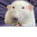 Rat smellers