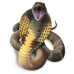 #cobras group