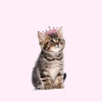 PrincessCuteKitty03 Fan Group