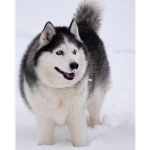 Husky Fame