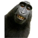 People that love monkes