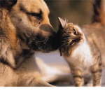 Fight for animals!