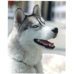 Huskies fan group