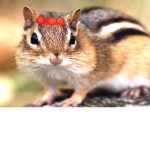 Da-chipmunks
