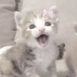 The love cats clothing ୨୧