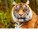 ROBLOX Team Tiger