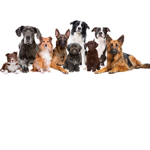 The great doggo nation