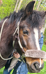 Equiland