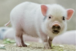 Team Schweinchen
