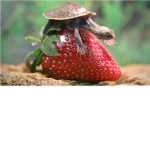 the epic turtle fanz