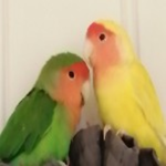 Official Parrot Gang