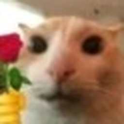 Rose Cat Shrine