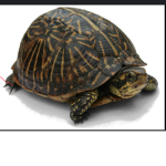 Turtles.x.Turtles