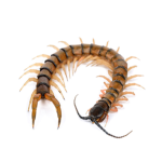 Yung Centipedes