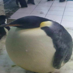 The Penguin Hideout