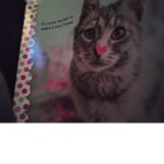 Cats:,D