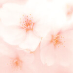 the cherry blossom [ENDING UPDATED]