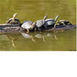 turtle life :3